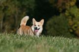 CORGI PEMBROKE 1069